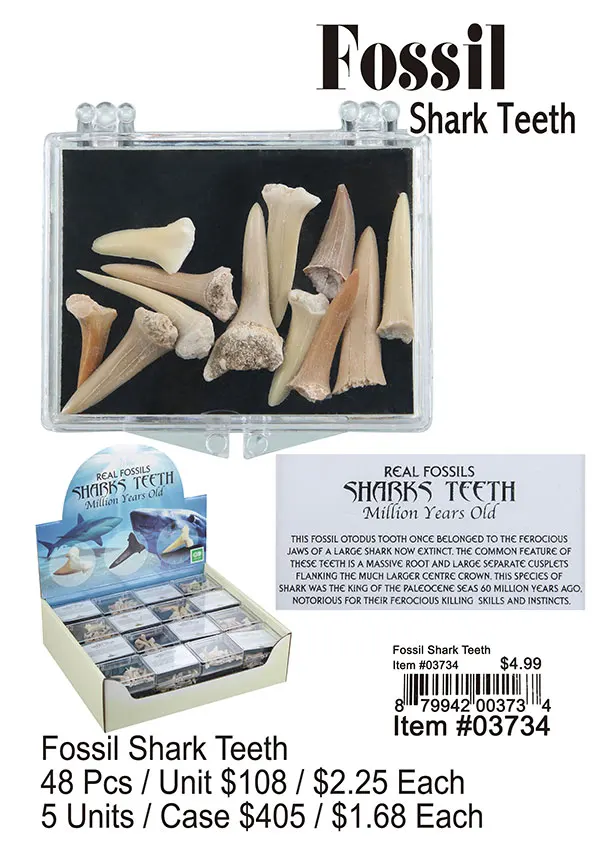 Fossil Shark Teeth