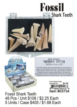 Fossil Shark Teeth